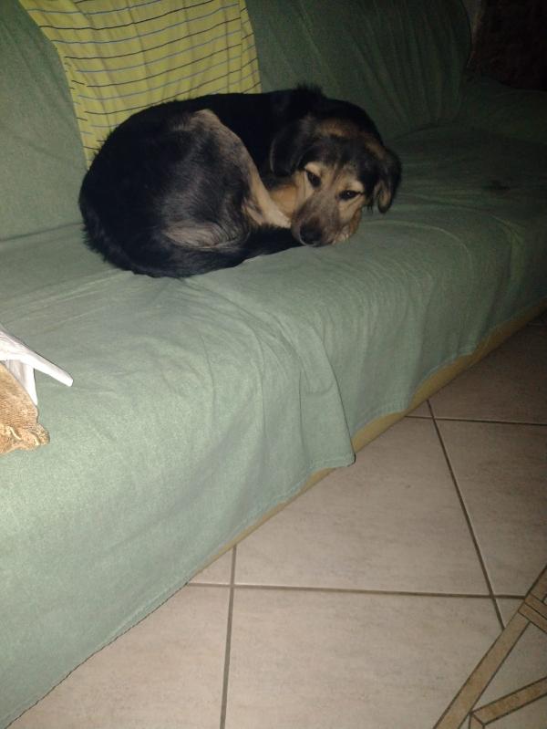 Ciao a tutti da Remì.! Splendido Simil Pastore di 9 mesi (Catania) Foto 7